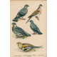 Ptáci (Malý Brehm) XIV