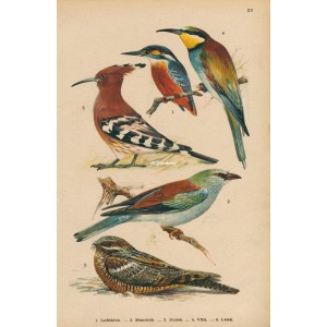 Ptáci (Malý Brehm) XV