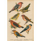 Ptáci (Malý Brehm) XVII