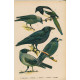 Ptáci (Malý Brehm) XVIII