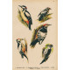 Ptáci (Malý Brehm) XXIII