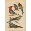 Ptáci (Malý Brehm) - komplet 25 grafik
