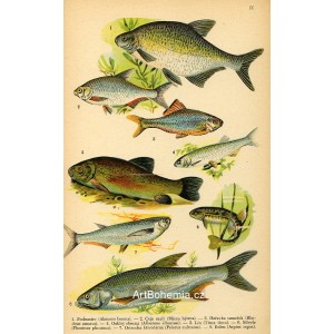 Atlas plazů, obojživelníků a ryb V