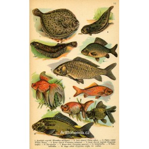 Atlas plazů, obojživelníků a ryb VII