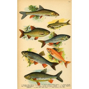 Atlas plazů, obojživelníků a ryb VIII