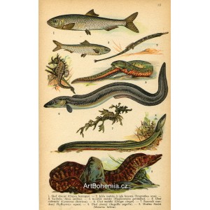 Atlas plazů, obojživelníků a ryb XII