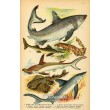 Atlas plazů, obojživelníků a ryb XIV
