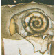 Oko II