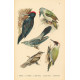 Atlas ptáků 3