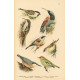 Atlas ptáků 3