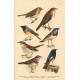 Atlas ptáků 6