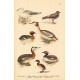 Atlas ptáků 13