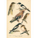 Atlas ptáků 15