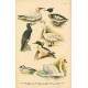 Atlas ptáků 19