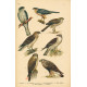 Atlas ptáků 20