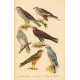Atlas ptáků 21