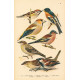Atlas ptáků 23