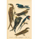 Atlas ptáků II - komplet 25 tabulí s 161 obrazy