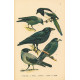 Atlas ptáků II - komplet 25 tabulí s 161 obrazy