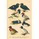 Atlas ptáků I