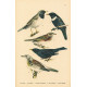 Atlas ptáků III