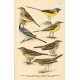 Atlas ptáků III