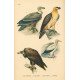 Atlas ptáků IV