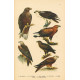 Atlas ptáků V