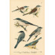 Atlas ptáků VIII