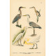 Atlas ptáků VIII