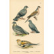 Atlas ptáků IX