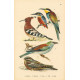 Atlas ptáků XI