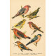 Atlas ptáků XVIII