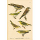 Atlas ptáků XIX