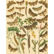 Bryophila, Dipthera, Agrotis, Panthea, Moma - Atlas motýlů střední Evropy, tab. 33