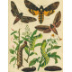 Bryophila, Dipthera, Agrotis, Panthea, Moma - Atlas motýlů střední Evropy, tab. 33