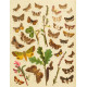 Bryophila, Dipthera, Agrotis, Panthea, Moma - Atlas motýlů střední Evropy, tab. 33