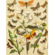 Bryophila, Dipthera, Agrotis, Panthea, Moma - Atlas motýlů střední Evropy, tab. 33