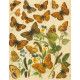 Bryophila, Dipthera, Agrotis, Panthea, Moma - Atlas motýlů střední Evropy, tab. 33