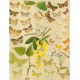 Bryophila, Dipthera, Agrotis, Panthea, Moma - Atlas motýlů střední Evropy, tab. 33