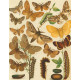 Bryophila, Dipthera, Agrotis, Panthea, Moma - Atlas motýlů střední Evropy, tab. 33