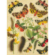 Bryophila, Dipthera, Agrotis, Panthea, Moma - Atlas motýlů střední Evropy, tab. 33