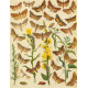 Bryophila, Dipthera, Agrotis, Panthea, Moma - Atlas motýlů střední Evropy, tab. 33