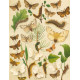Bryophila, Dipthera, Agrotis, Panthea, Moma - Atlas motýlů střední Evropy, tab. 33