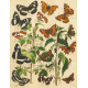 Bryophila, Dipthera, Agrotis, Panthea, Moma - Atlas motýlů střední Evropy, tab. 33