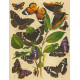 Bryophila, Dipthera, Agrotis, Panthea, Moma - Atlas motýlů střední Evropy, tab. 33