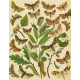 Bryophila, Dipthera, Agrotis, Panthea, Moma - Atlas motýlů střední Evropy, tab. 33