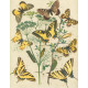 Bryophila, Dipthera, Agrotis, Panthea, Moma - Atlas motýlů střední Evropy, tab. 33