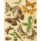 Bryophila, Dipthera, Agrotis, Panthea, Moma - Atlas motýlů střední Evropy, tab. 33