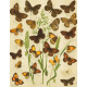 Bryophila, Dipthera, Agrotis, Panthea, Moma - Atlas motýlů střední Evropy, tab. 33